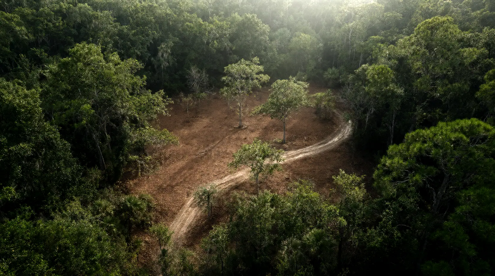 Aerial view of a sand access lane cut through dense hammock woods, land clearing in Nocatee, FL