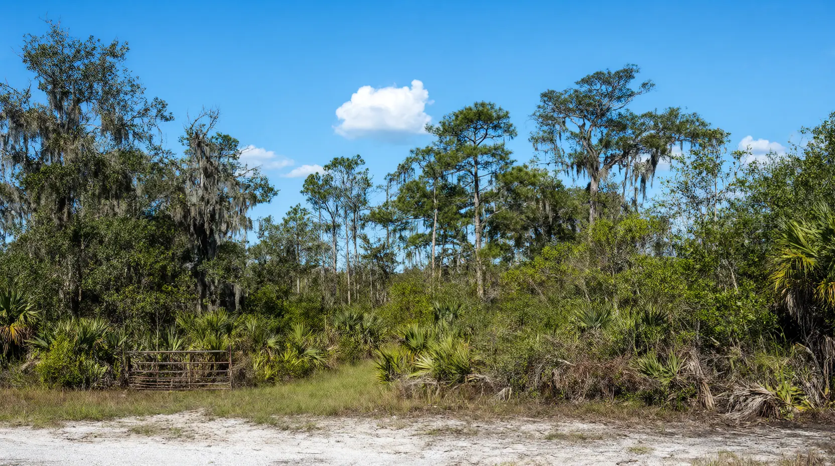 Overgrown acreage with palmetto and briars under live oaks and pines, before clearing, tree clearing in Jacksonville, FL