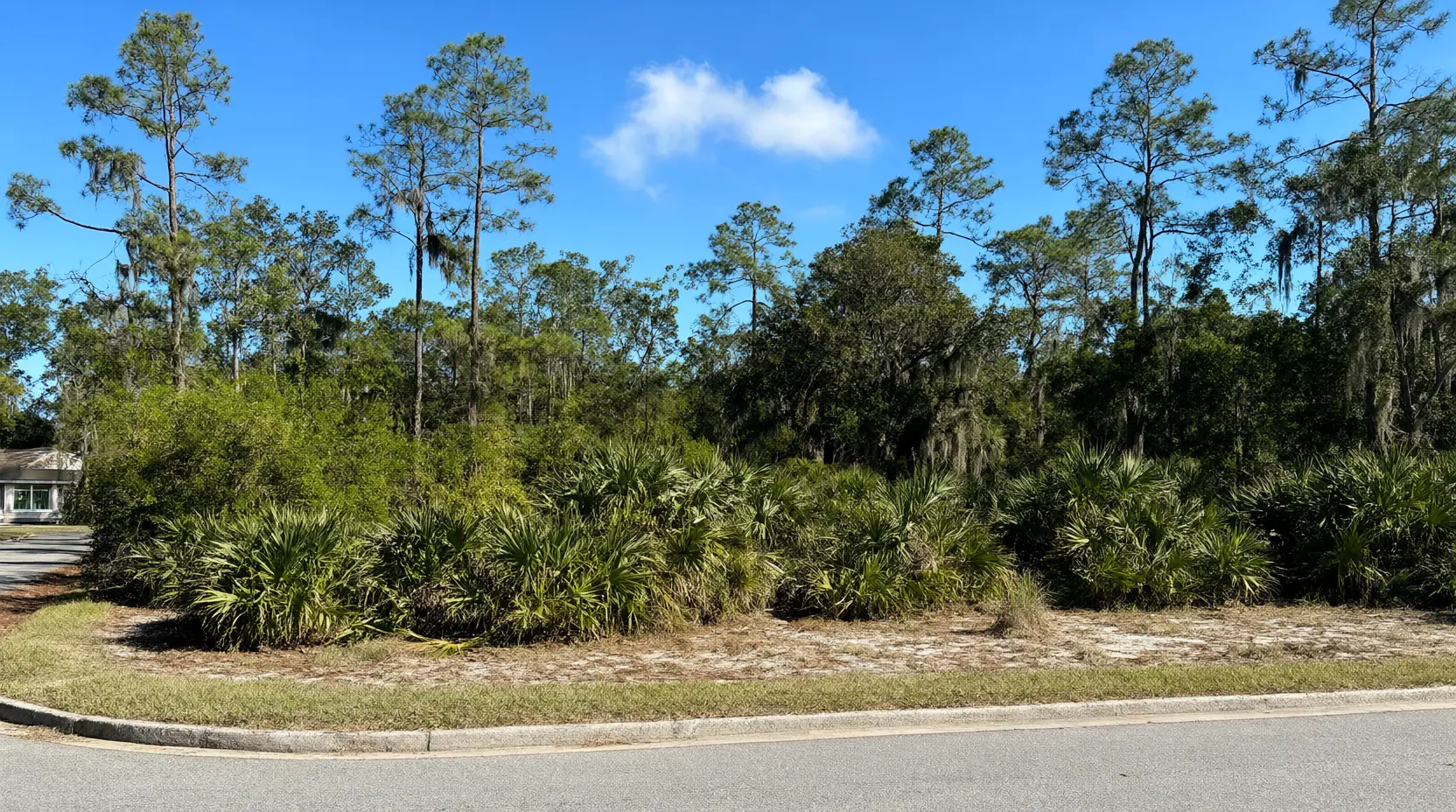 Street-front lot choked with saw palmetto under tall slash pines, before clearing, lot clearing in Jacksonville, FL