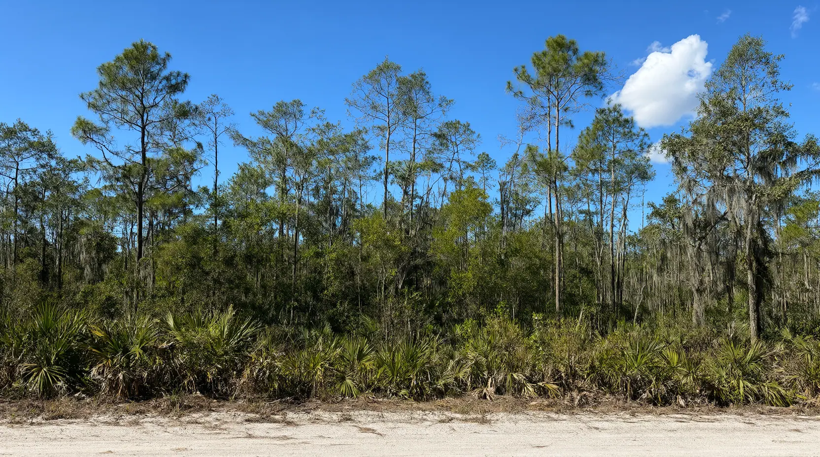 Slash pine stand with a dense palmetto and gallberry understory, before clearing, land clearing in Jacksonville, FL