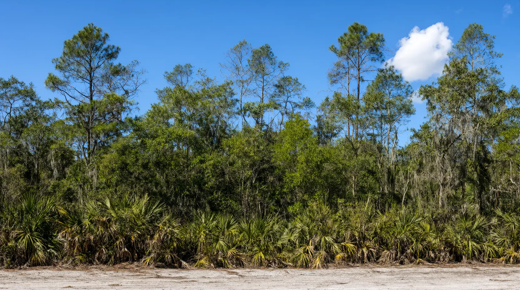 Thick pine, oak and palmetto woods before a lane was cut, Privacy Policy of Whitfield Clearing & Grading