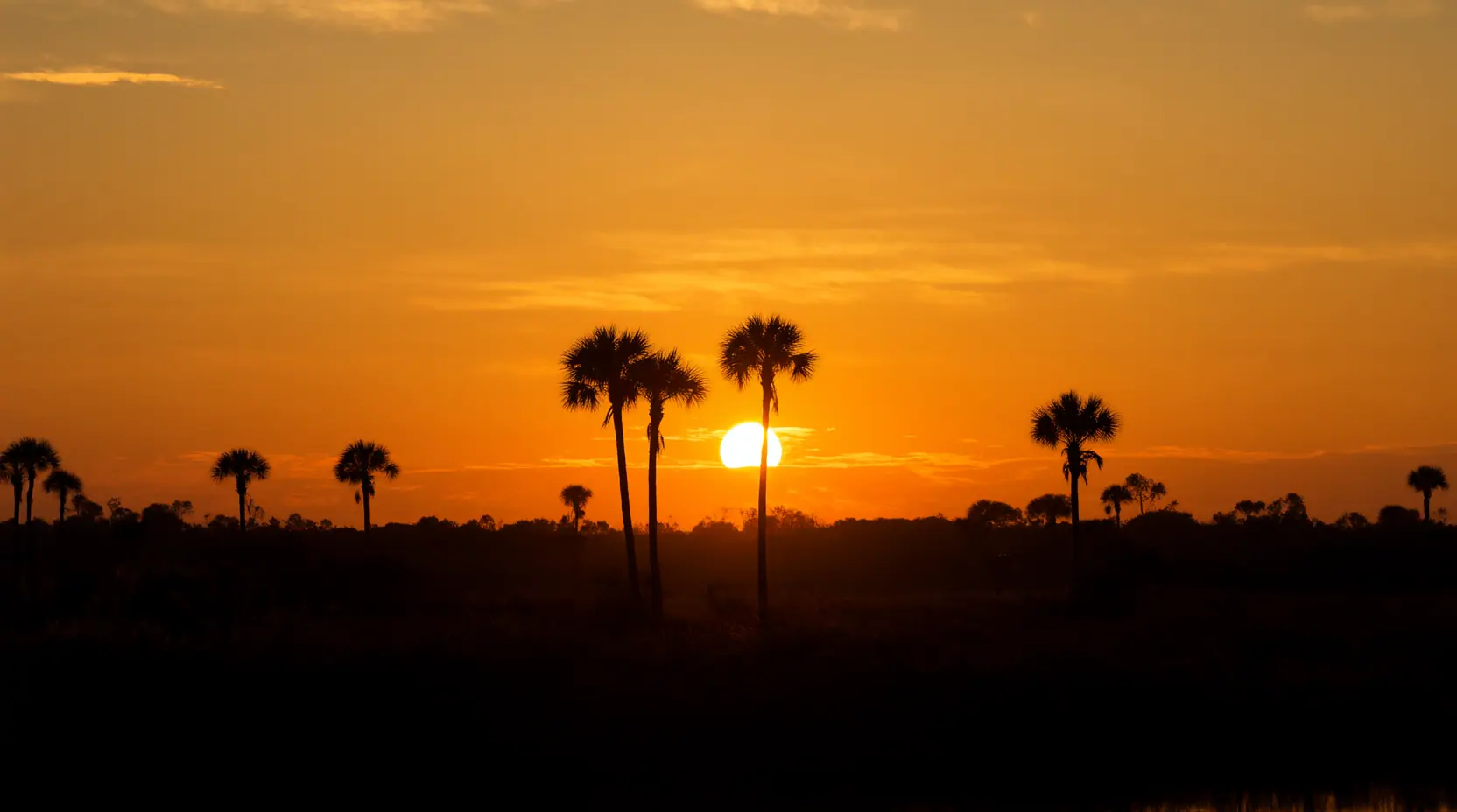 Sunset behind cabbage palms over flat Northeast Florida woods, land clearing in Yulee, FL